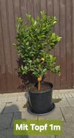 Calamondin Pflanze 
