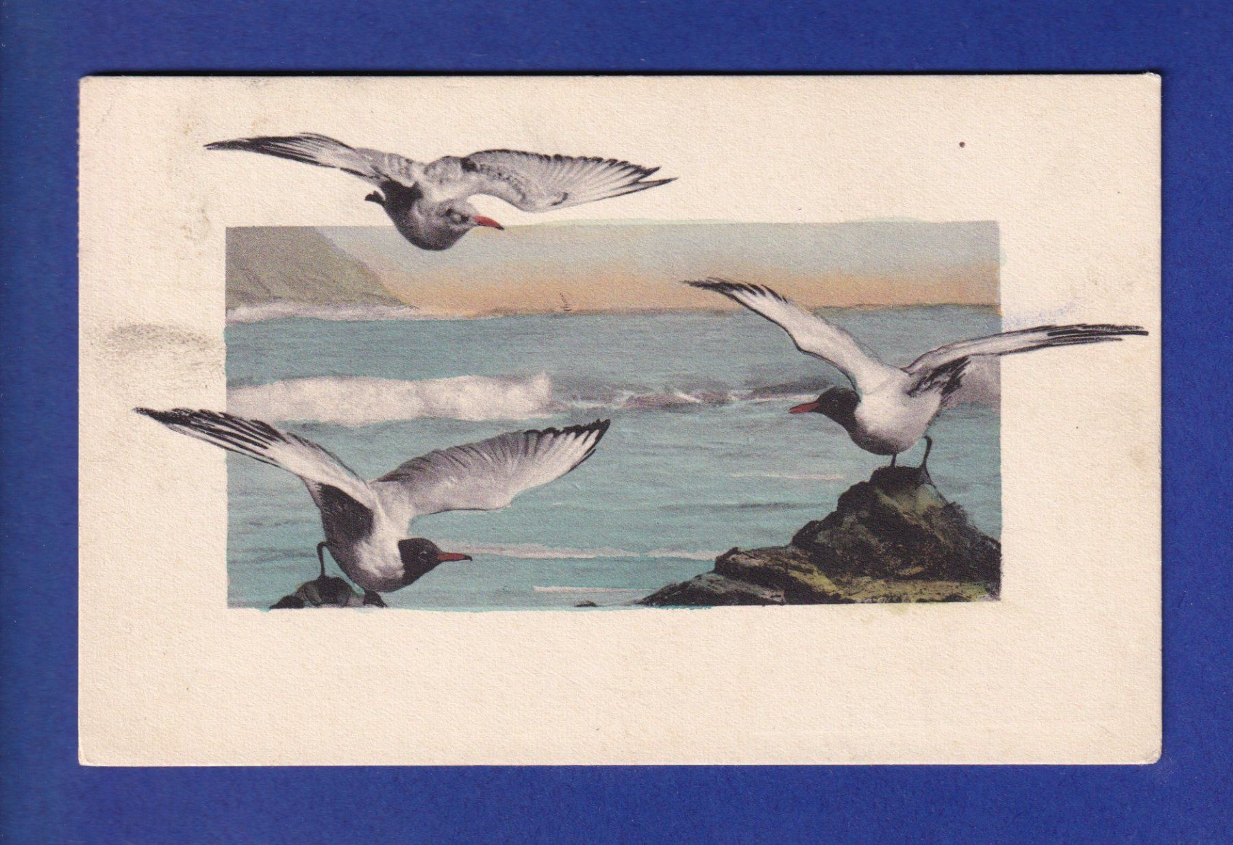Cartes postales: OISEAU - Mouettes – D'occasion à Pully par nicecards-shop