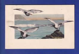 OISEAU - Mouettes