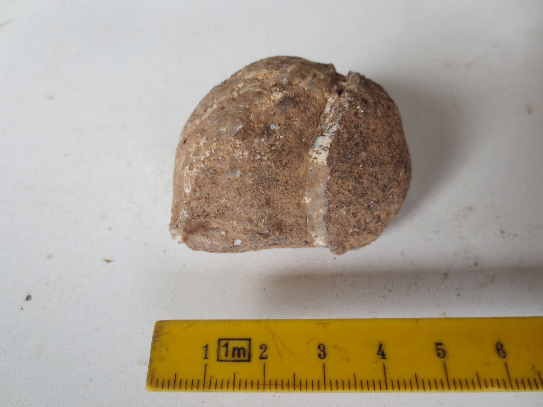 Fossiles: Fossilie – Neuf (Voir description) à Weier im Emmental par waefler03 2