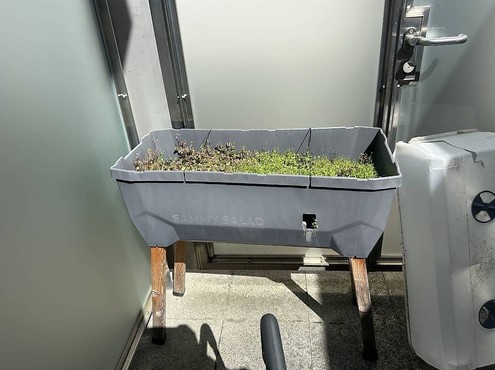 Vasi per fiori: Gusta Garden Sammy Salad Hochbeet zu verschenken – Usato da Zug venduto da dhe_8lxn