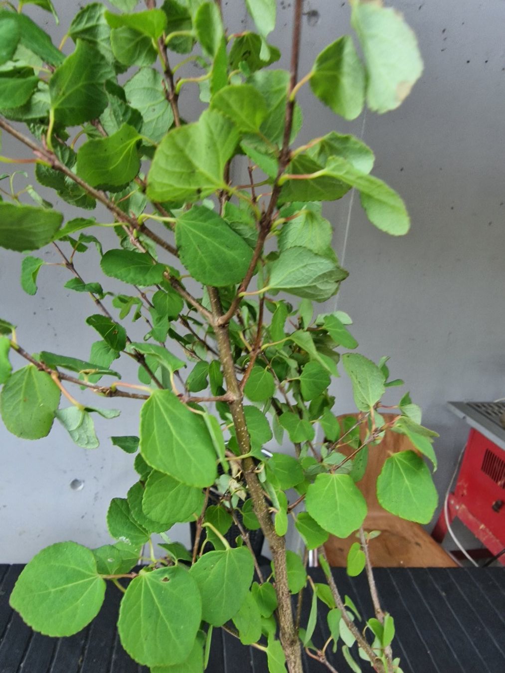 Piante & sementi: Cercidiphyllum japonicum - Lebkuchenbaum – Usato da Uerkheim venduto da Justi.y 2