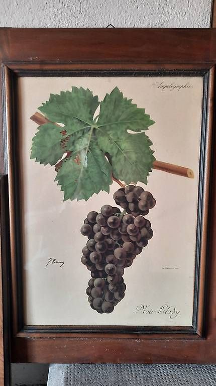 Grafica & Litografie: Ampélographie chromolithographie tableau de cépages – Usato da Saxon venduto da dad_q89q 2