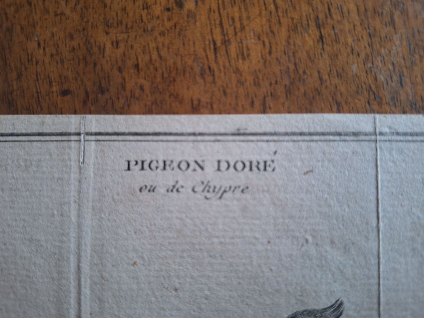 Stiche: PIGEON DORE  1767 – Gebraucht aus Bevaix von bohrap 1