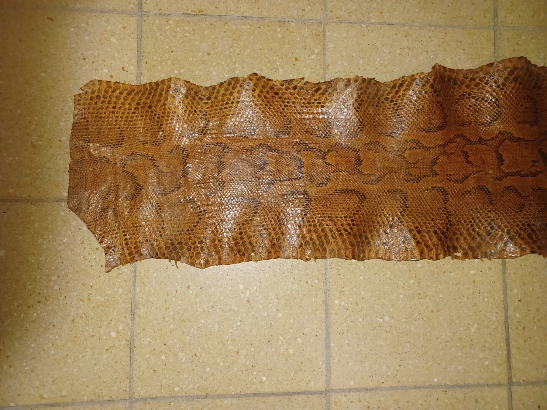 Il mondo degli animali: Peau de Python Véritable, cuir exotique, brun naturel – Usato da La Chaux-de-Fonds venduto da Jacques11111 4