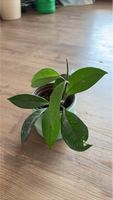 Hoya Wachsblume Pflanze in grünem  Topf akzeptabel