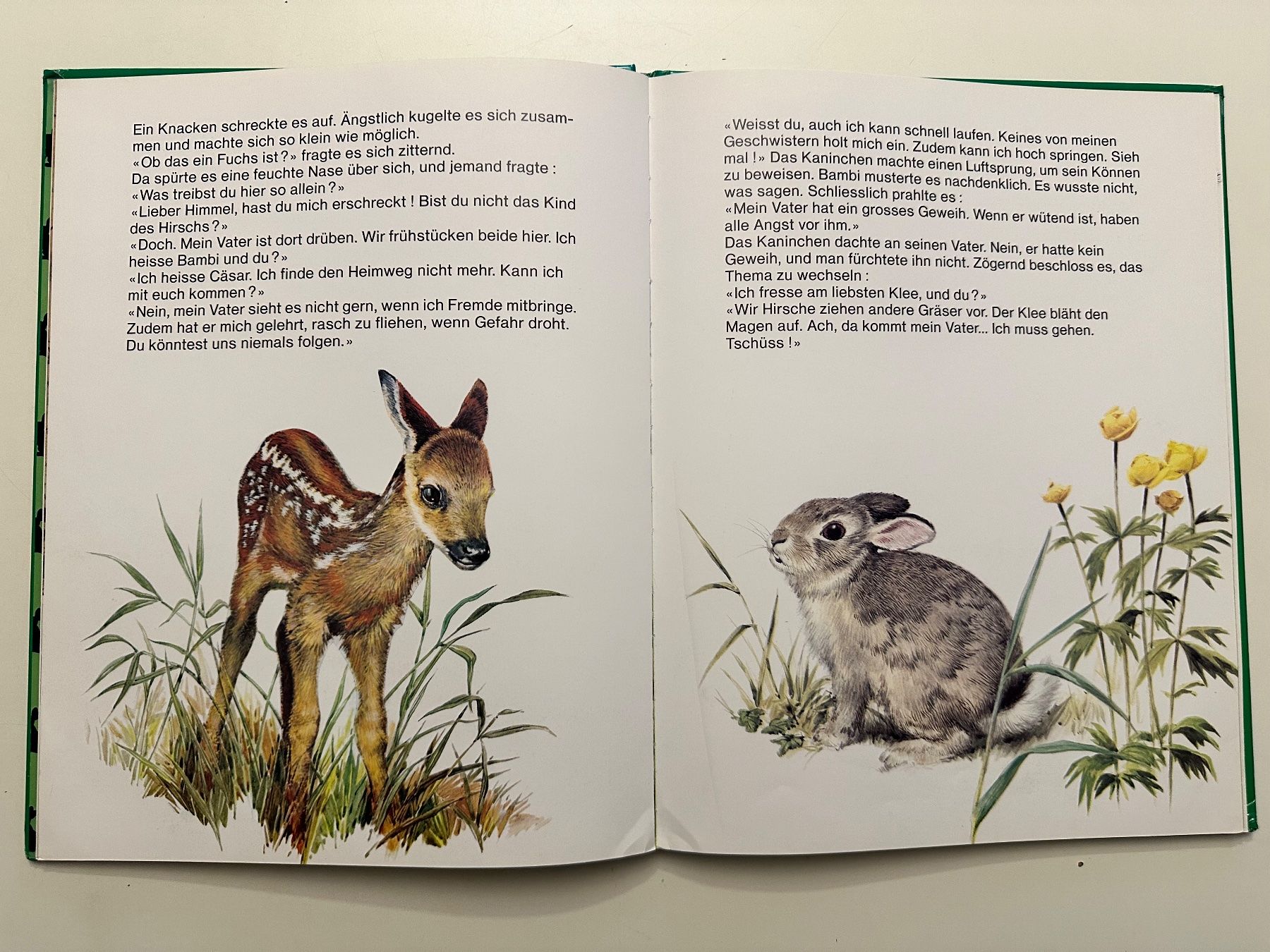 Bücher: CÄSAR das furchtlose Kaninchen  - Hardcover – Gebraucht aus Münsingen von Ganjam 5