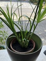 Aegyptischer Papyrus Baby