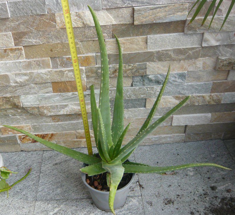 Pflanzen & Samen: Aloe Vera ca 50 cm – Neu (gemäss Beschreibung) aus Ruggell von Btt 1