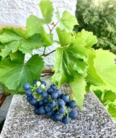 Bio Weintraube, alte Sorte, resistent gegen div. Krankheiten