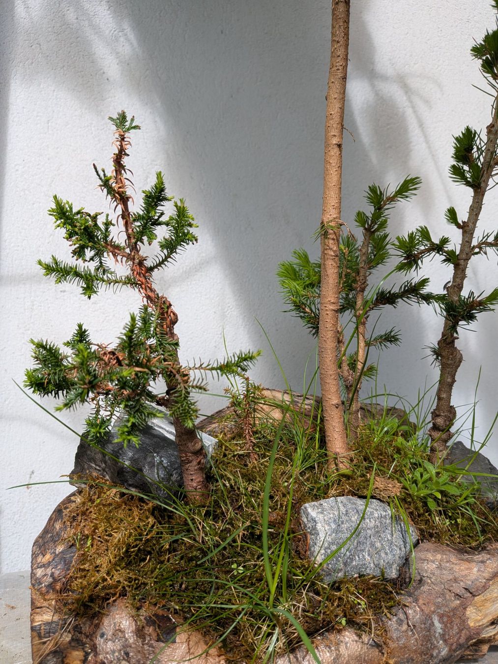 Piante & sementi: Bonsai-Wald – Usato da Bern venduto da Hydrom 1