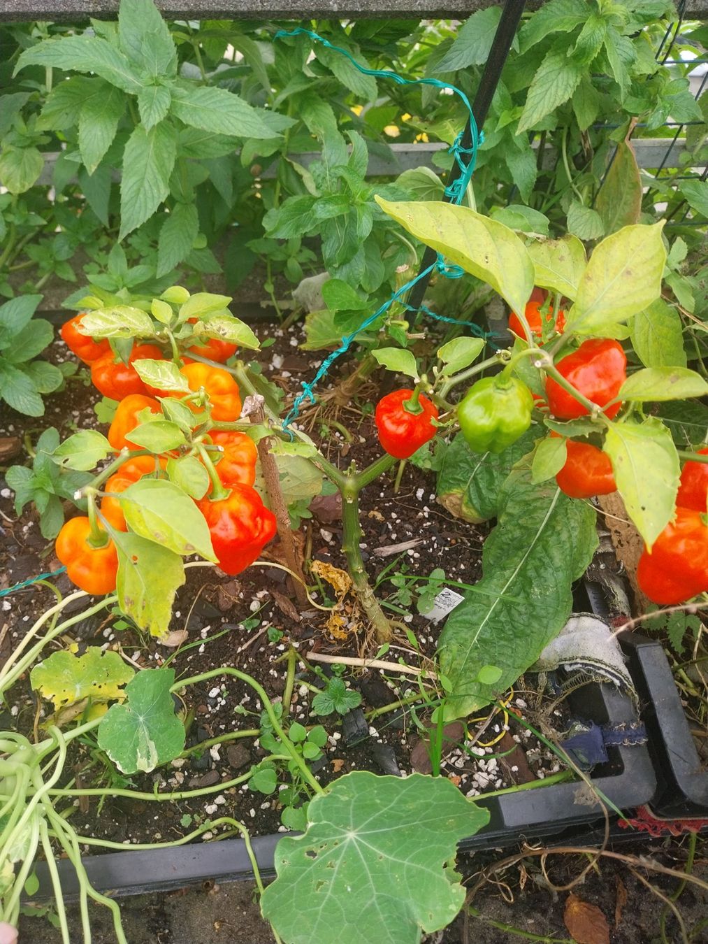 Piante & sementi: Samen Chili Aji Dolce rot 10Stk. – Usato da Schwaderloch venduto da bademeister79 1