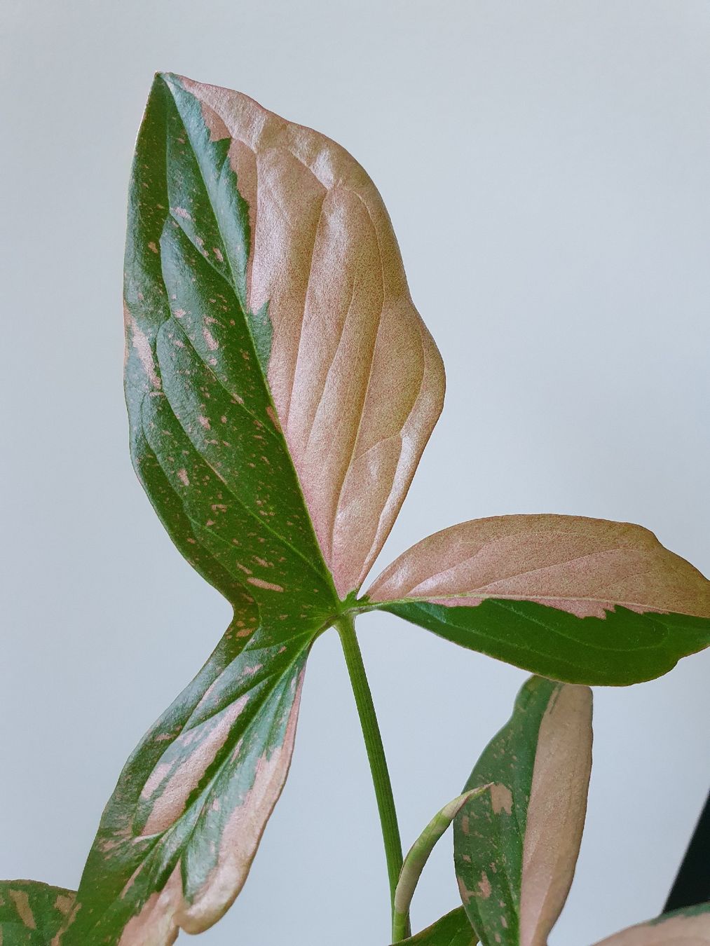 Pflanzen & Samen: Syngonium pink splash – Gebraucht aus Erlinsbach SO von Lea030