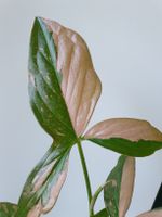Syngonium pink splash