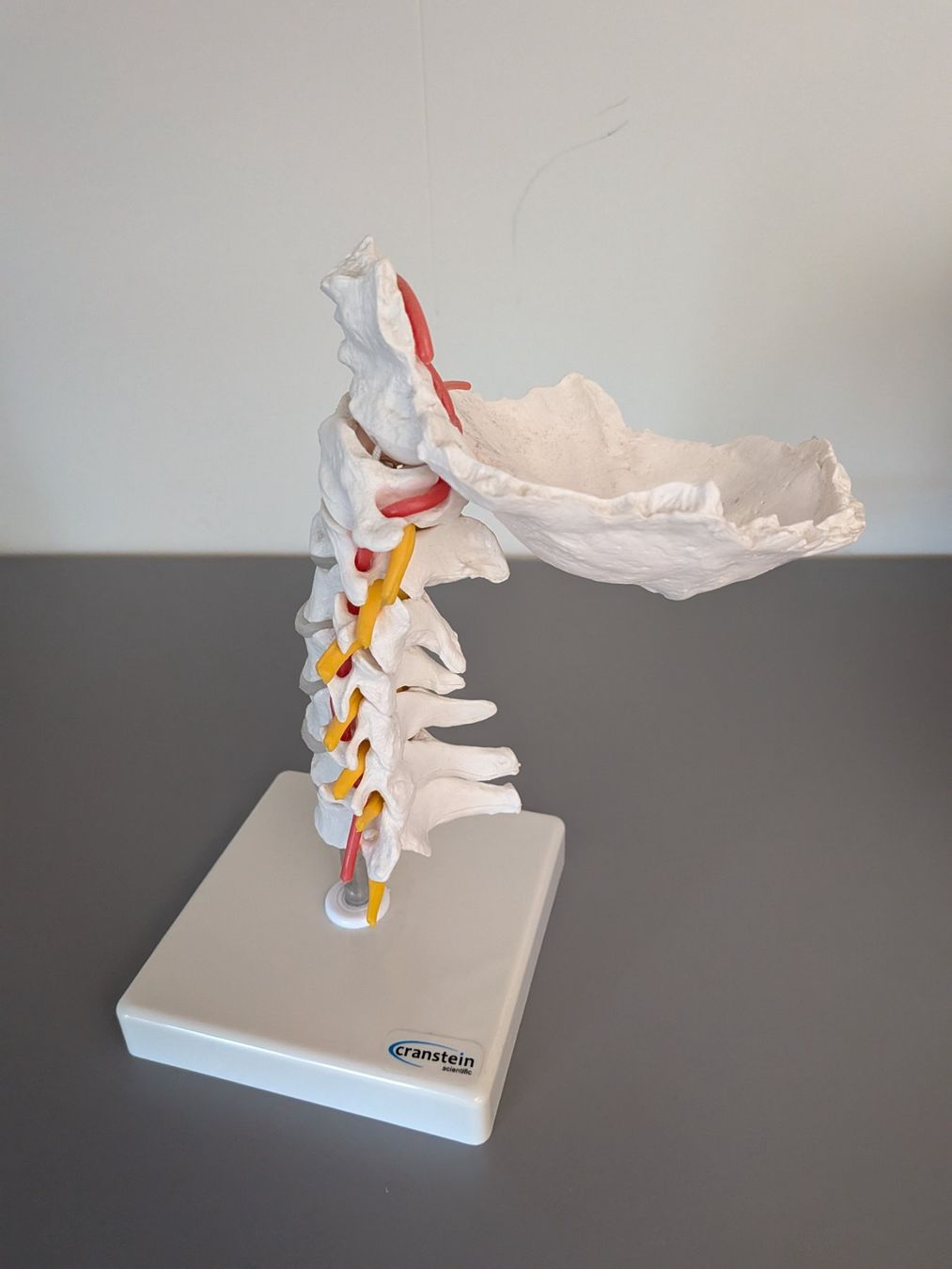 Modellbausätze & Standmodelle: Anatomisches Modell – Gebraucht aus Gonten von Tierliebe13