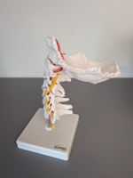 Anatomisches Modell
