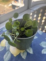 Pilea Peperomioides (Ufopflanze) im Topf, guter Zustand