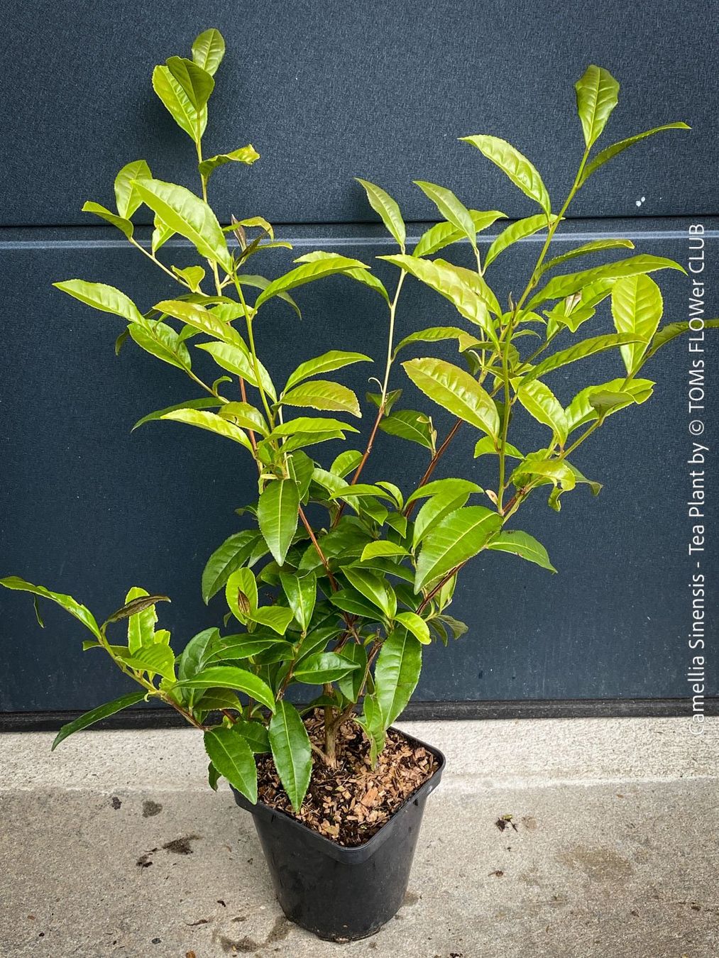 Piante & sementi: Camellia Sinensis - Teepflanze – Nuovo e nell'imballaggio originale da Adliswil venduto da astom369 1
