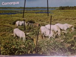 Ansichtskarte Camargue Frankreich 2015