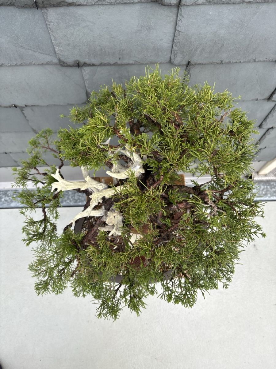 Piante & sementi: Bonsai Itoigawa Wacholder – Usato da Herisau venduto da men_9hwl 1