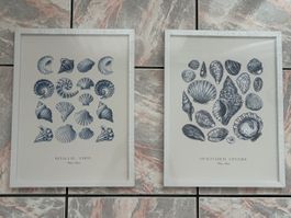 2xGerahmtes Bild mit Muscheln & Meeresleben Wand Deko 