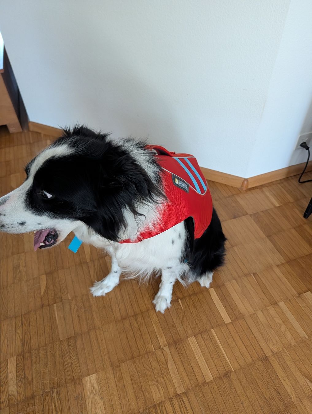 Ruffwear Giubbotti di salvataggio: Ruffwear Hundeschwimmweste Grösse M Float Coat Dog Jacket – Usato da Liestal venduto da sar_jx8k 5