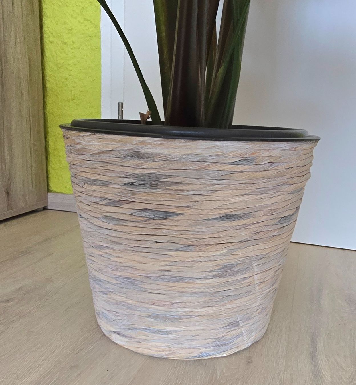Piante & sementi: Strelitzia – Usato da Aarburg venduto da Glitzerschein 5