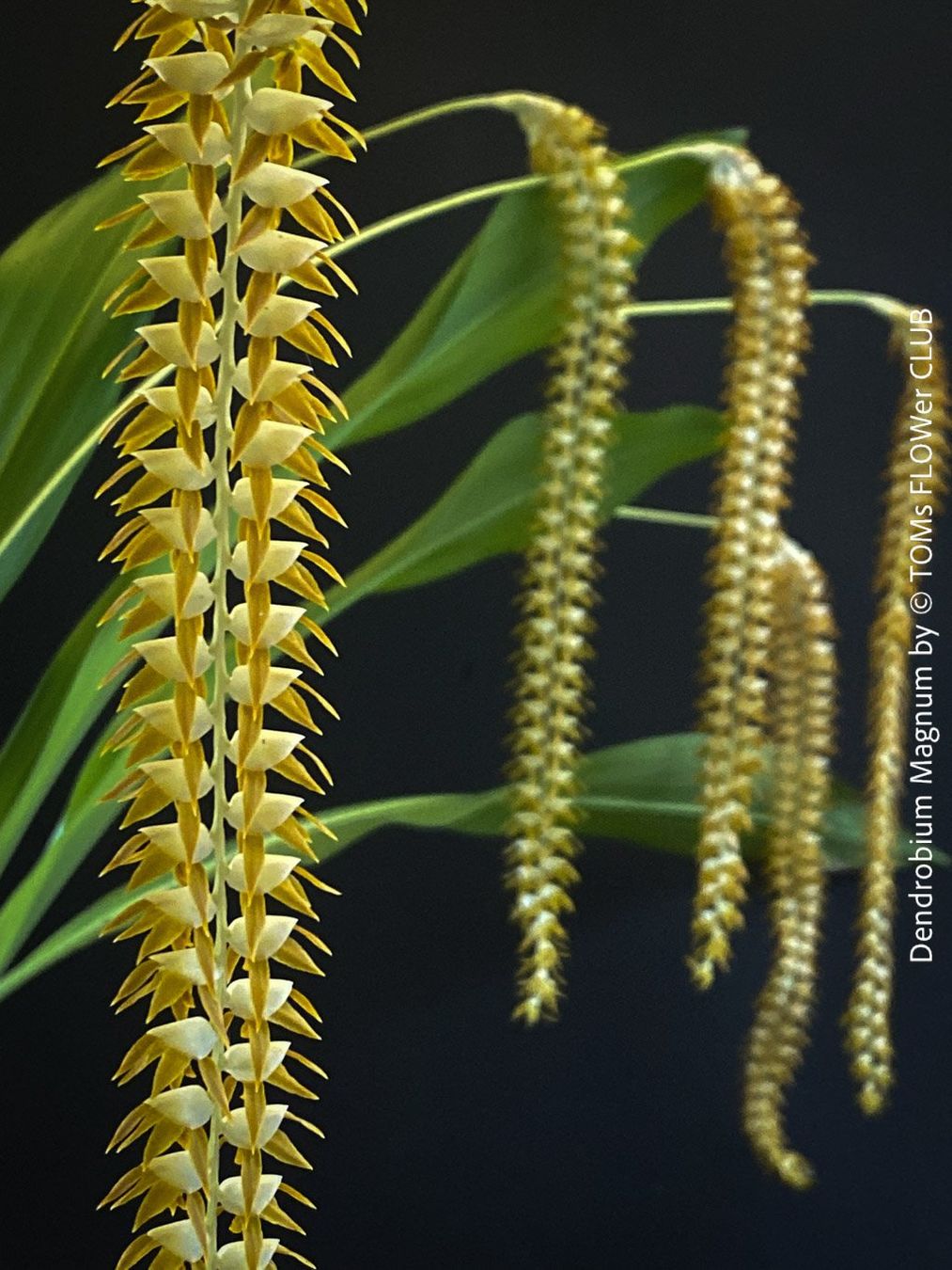 Piante & sementi: Dendrobium Magnum Orchidee - Duft und Blüte einfach WOW – Nuovo e nell'imballaggio originale da Adliswil venduto da asTOMas963 4