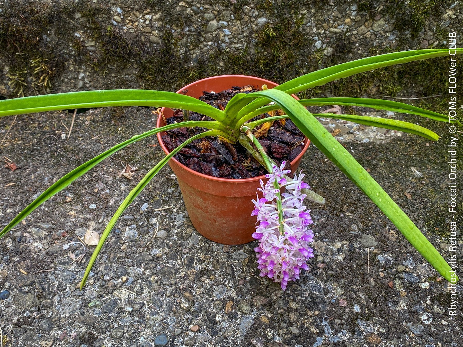 Pflanzen & Samen: Rhynchostylis Retusa - duftende "Fuchsschwanz" Orchidee – Neu und originalverpackt aus Adliswil von astom369 4