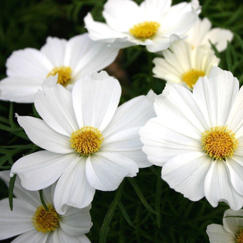 Piante & sementi: 100 Samen Cosmea PURITY Schmuckkörbchen – Nuovo (secondo la descrizione) da Ehrendingen venduto da VerveinaSamen 4