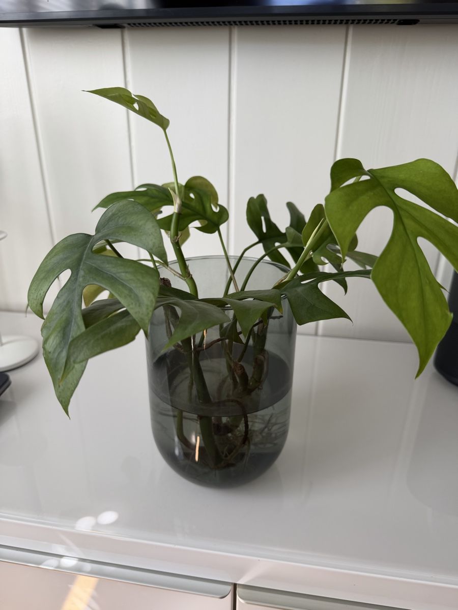 Piante & sementi: Monstera Ableger – Usato da Gunten venduto da starfish3 4