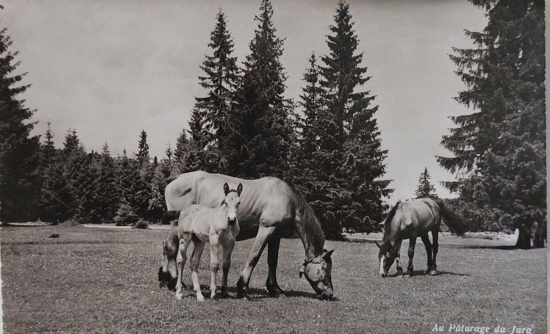 Cartoline postali: JURA - AU  PÂTURAGE – Usato da Delémont venduto da Domdom1