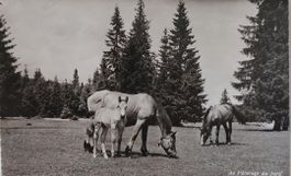 JURA - AU  PÂTURAGE