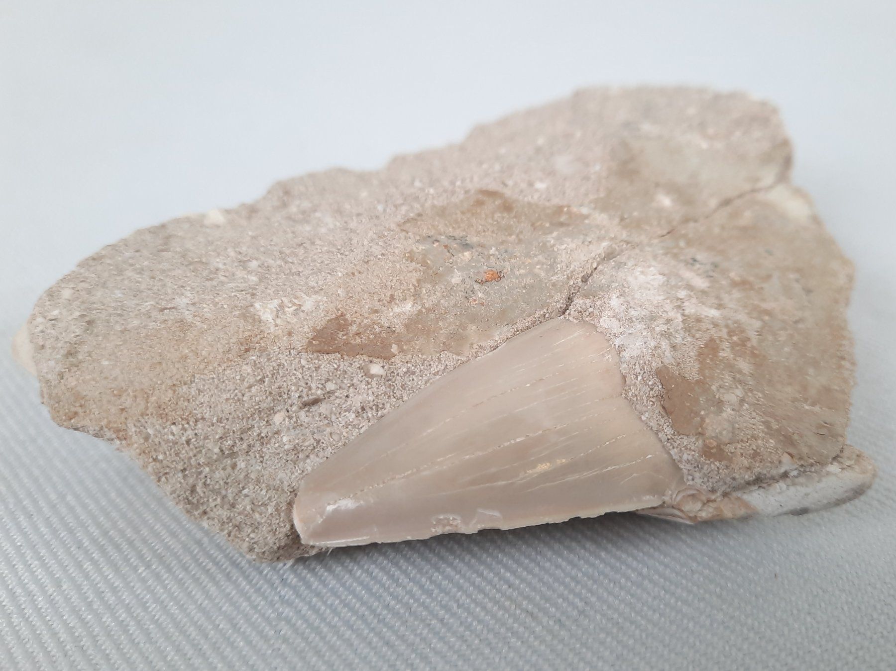Fossili: Fossiler Haifischzahn und Donnerkeil – Usato da Beinwil am See venduto da Restwert_Beinwil 5