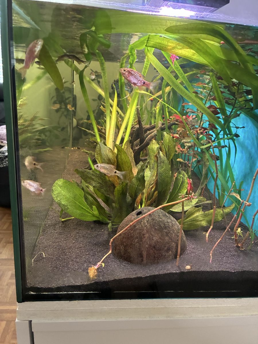 Acquari: Aquarium  160 L 6 Monate alt – Usato da Basel venduto da MuazM 5