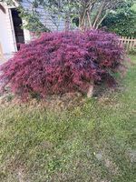 Roter japanischer Ahorn / Fächerahorn