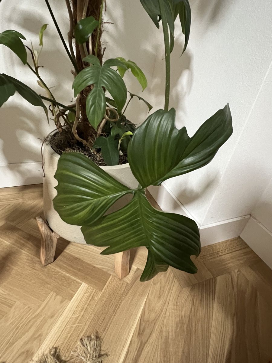 Piante & sementi: Grosse Philodendron ‘Florida Ghost’, ohne Topf – Usato da Zürich venduto da Swissbock 4