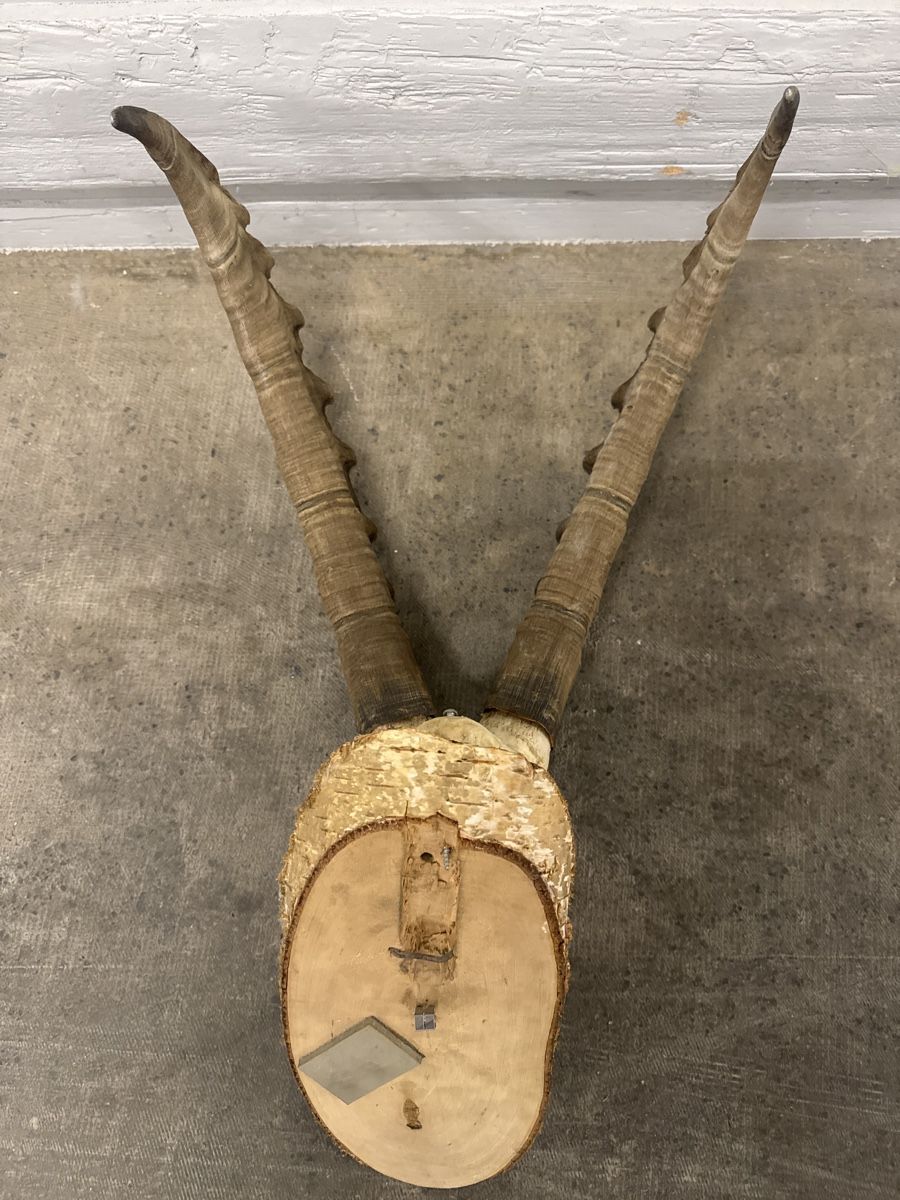 Altre raccolte & rarità: Super schönes steinbock geweih  – Usato da Strengelbach venduto da HeidiHeidi09 4