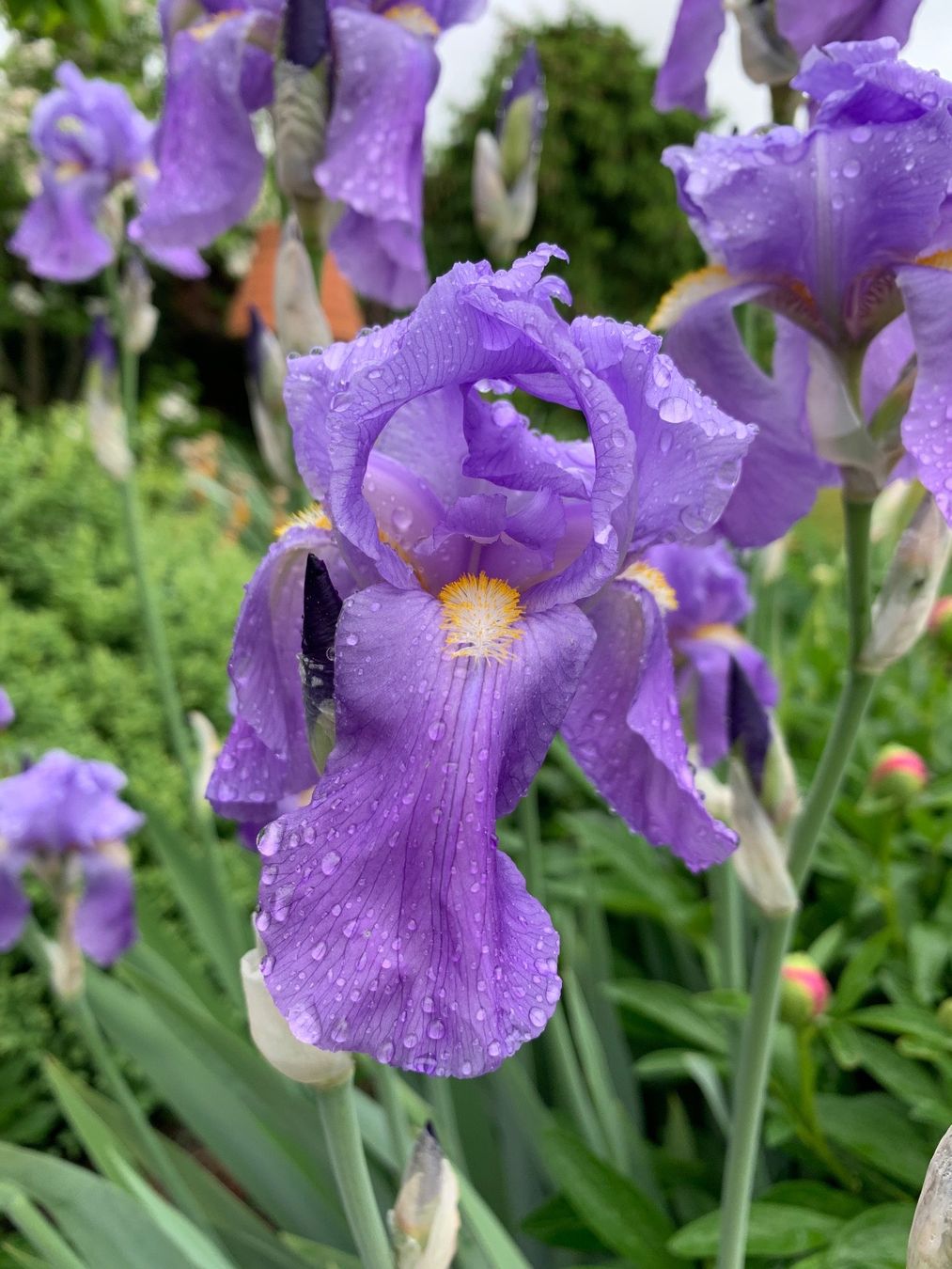Pflanzen & Samen: 3 Bart-Iris Schwertlilien winterharte Gartenpflanze Versand – Neu (gemäss Beschreibung) aus Auenstein von mar_8mxd 7
