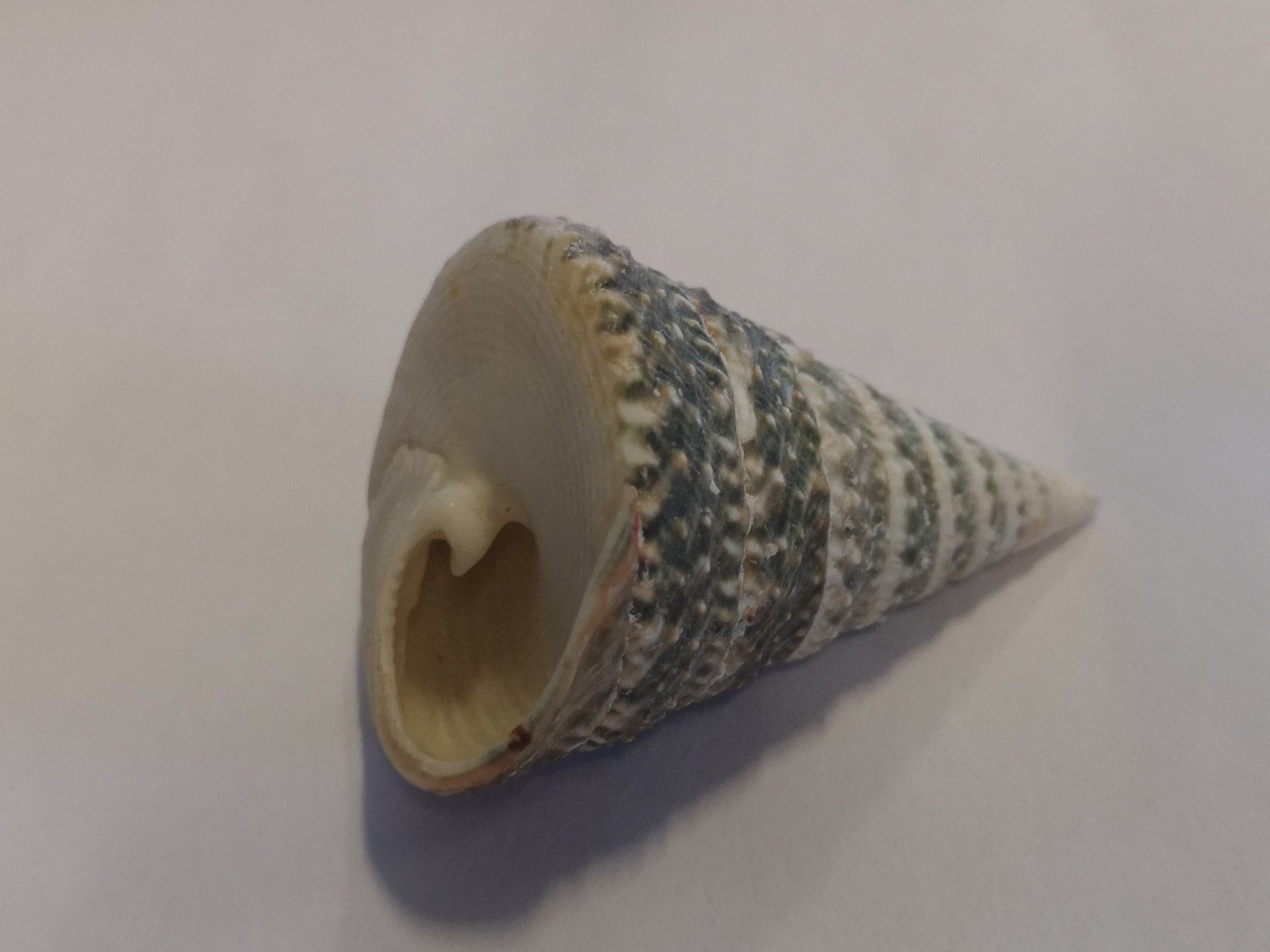 Fossilien: Tectus Triserialis Muschel TROCHOIDEA TEGULIDAE Shell 5,6cm – Neu (gemäss Beschreibung) aus Kloten von Asiatica 4