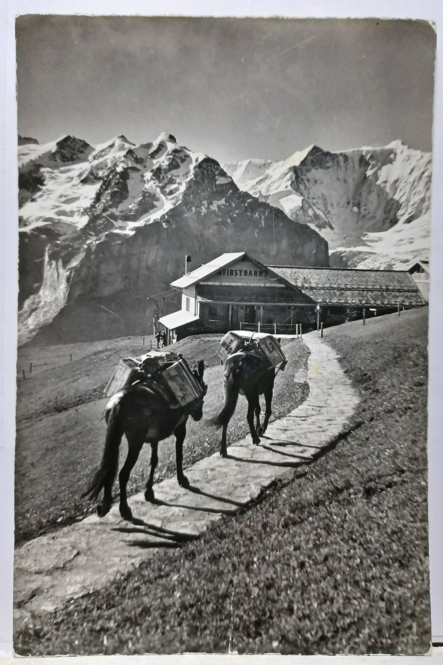 Ansichtskarten: Maultierpost-Station First-Faulhorn, 1959 – Gebraucht aus Aarau Rohr von mgvw