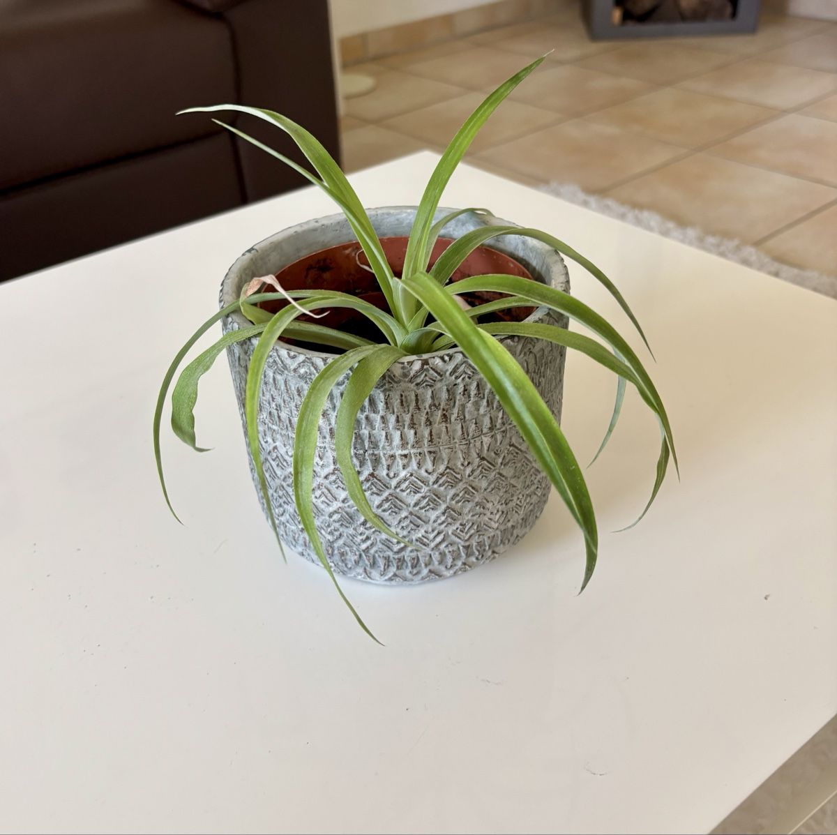 Plantes & graines: Plante d’intérieur  – Neuf (Voir description) à Denens par RomainSecondeMain 3