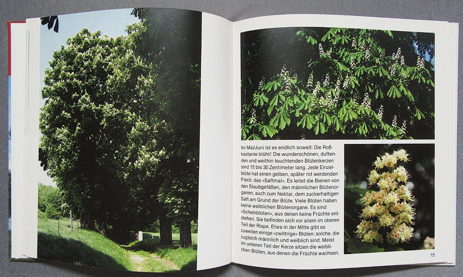Libri: Der Kastanienbaum - Kindersachbuch – Usato da Auenstein venduto da Padabimbim 4