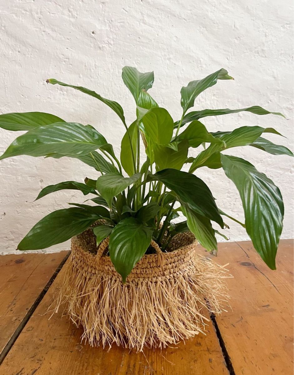 Autres articles pour la maison: Zwei Bastkorb Blumenübertop – Neuf (Voir description) à Oberentfelden par ana_s526 2
