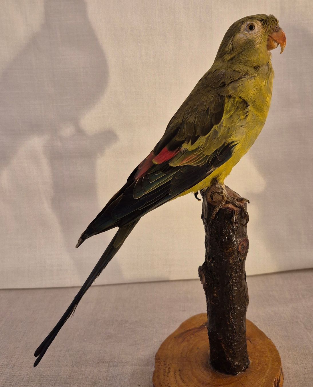 Il mondo degli animali: 3 präparierte Papageien – Usato da Luzern venduto da Louis-XVI 1