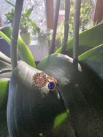 Unikat Silber Zwei Motiven Ring mit Lapislazuli und Blumen