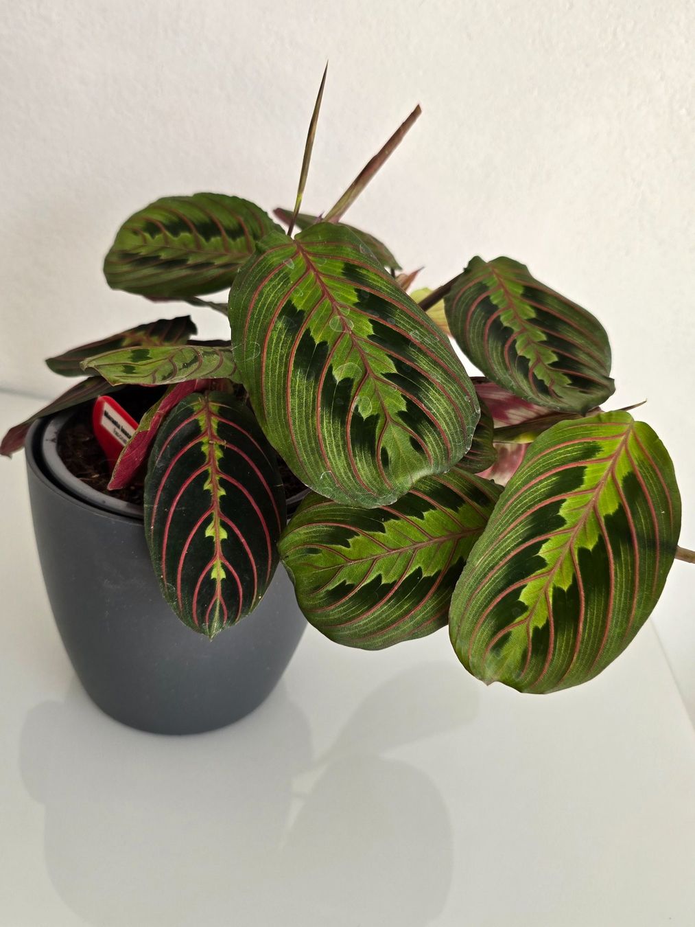 Plantes & graines: Wunderschöne Maranta leuconeura 'Fascinator' (Gebetspflanze) – Neuf (Voir description) à Aarburg par Glitzerschein 1