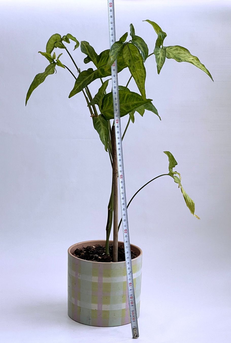 Piante & sementi: SYNGONIUM*ANGUSTATUM***** – Nuovo (secondo la descrizione) da Dübendorf venduto da Orchid18 3