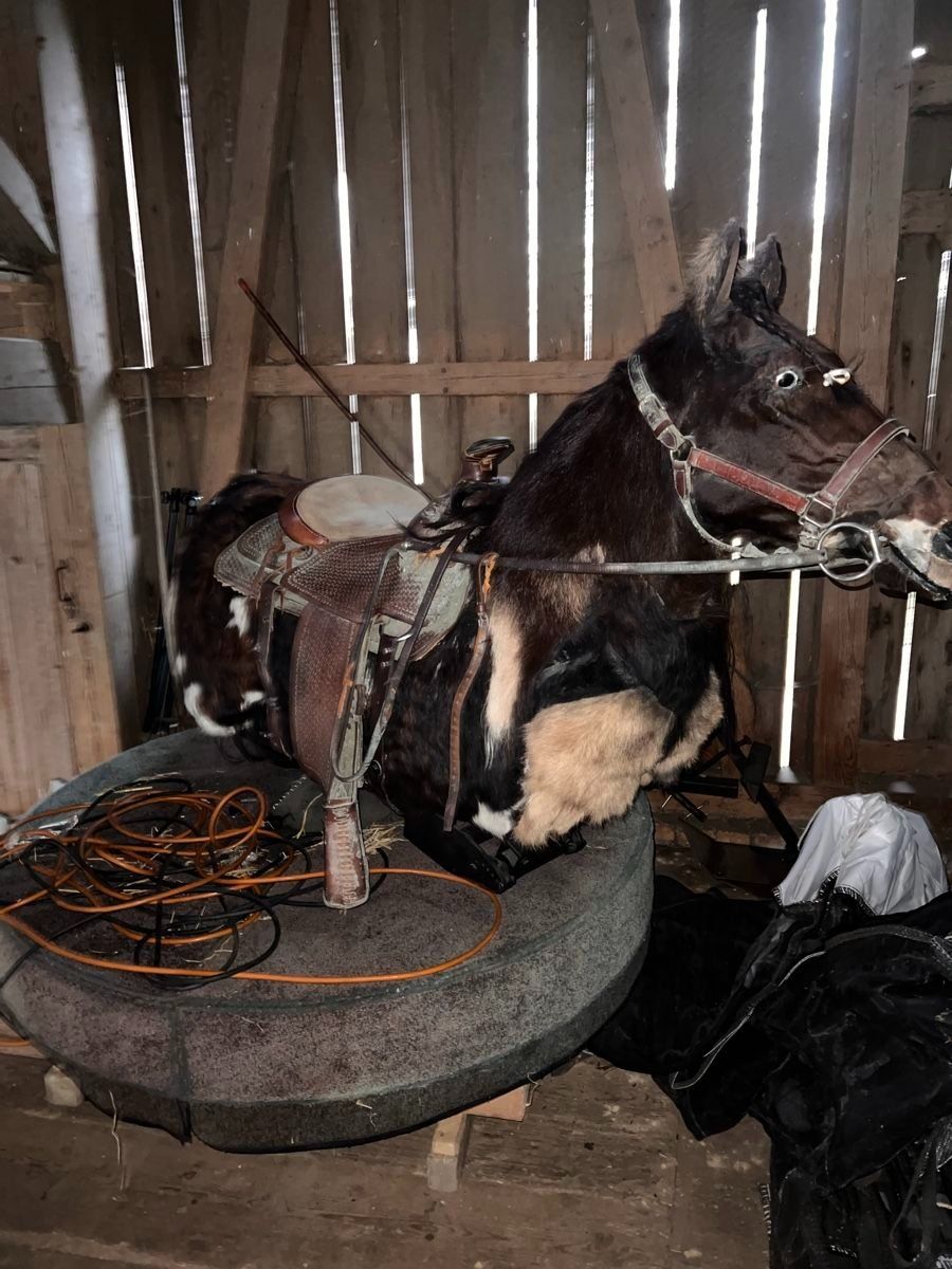 Spielzeuge: Pferd, elektronisches Rodeo-pferd – Gebraucht aus Cham von hermi104 3