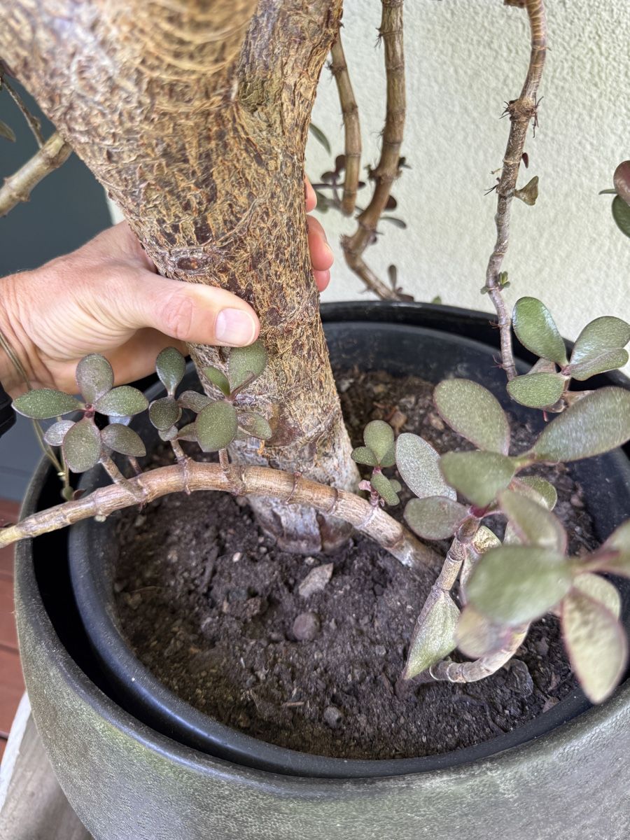 Piante & sementi: Geldbaum alt – Usato da Abtwil SG venduto da monchy01
